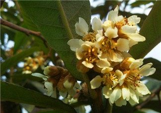 枇杷花怎么煮水止咳？枇杷花煮水的做法