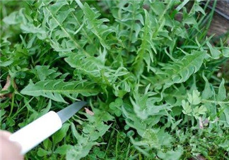 婆婆丁孕婦能吃嗎？婆婆丁孕婦可以吃嗎？