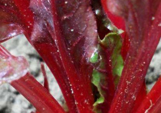 甜菜葉是否可以生吃？甜菜葉可以生吃嗎