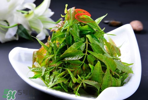 香椿可以涼拌嗎？香椿怎么涼拌嗎？