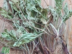 車前草的營養(yǎng)價(jià)值_車前草的功效與作用及食用方法