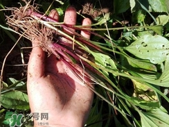 車前草的營養(yǎng)價(jià)值_車前草的功效與作用及食用方法