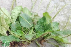 車前草的營養(yǎng)價(jià)值_車前草的功效與作用及食用方法