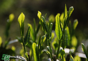 谷雨會(huì)下雨嗎？2017年谷雨會(huì)下雨嗎？