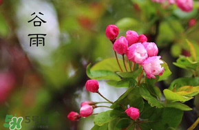 谷雨會(huì)下雨嗎？2017年谷雨會(huì)下雨嗎？