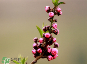 谷雨會(huì)下雨嗎？2017年谷雨會(huì)下雨嗎？