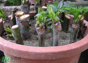 香椿可以扦插嗎？香椿什么時候扦插？