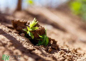 香椿可以扦插嗎？香椿什么時候扦插？