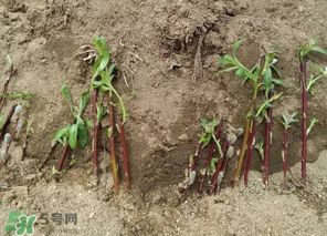 香椿可以扦插嗎？香椿什么時候扦插？