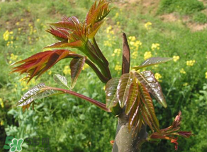 香椿能插活嗎？香椿樹枝能插活嗎？