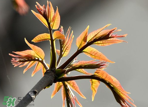 香椿能插活嗎？香椿樹枝能插活嗎？