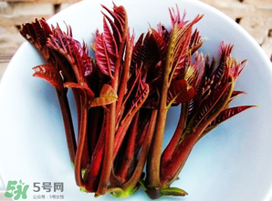 香椿能插活嗎？香椿樹枝能插活嗎？