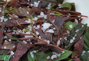 香椿怎么洗？香椿芽怎么洗干凈？