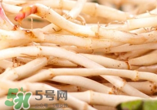 魚腥草根有什么作用？魚腥草根的功效與作用