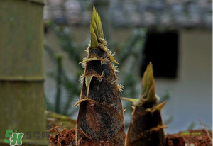 竹筍什么時候發(fā)芽？竹筍多長時間破土而出？