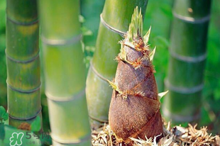 竹筍是竹子嗎？竹筍和竹子的關(guān)系