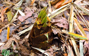竹筍是竹子嗎？竹筍和竹子的關(guān)系
