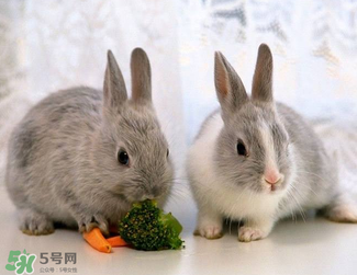 孕婦能吃兔頭嗎？孕婦能不能吃兔頭？