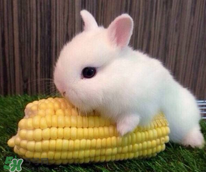 孕婦能吃兔頭嗎？孕婦能不能吃兔頭？