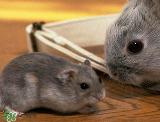 孕婦能吃兔頭嗎？孕婦能不能吃兔頭？