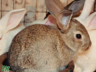 孕婦能吃兔子肉嗎？孕婦可以吃兔子肉嗎？