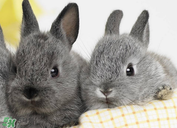 孕婦能吃兔子肉嗎？孕婦可以吃兔子肉嗎？