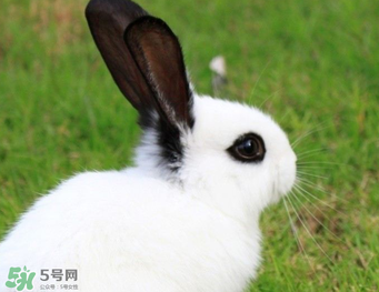 孕婦能吃兔子肉嗎？孕婦可以吃兔子肉嗎？