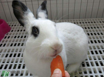 孕婦吃兔肉寶寶真的會長兔唇嗎？孕婦吃兔子肉會得兔唇嗎？