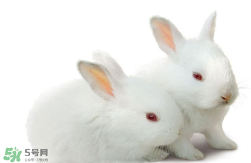 孕婦吃兔肉寶寶真的會長兔唇嗎？孕婦吃兔子肉會得兔唇嗎？