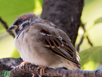 孕婦可以吃麻雀肉嗎？孕婦能吃麻雀肉嗎？