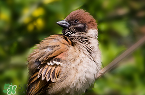 孕婦可以吃麻雀肉嗎？孕婦能吃麻雀肉嗎？