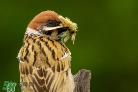 孕婦可以吃麻雀肉嗎？孕婦能吃麻雀肉嗎？