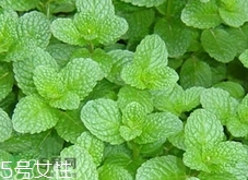 香花菜的營(yíng)養(yǎng)價(jià)值_香花菜的功效與作用及食用方法