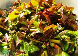 香椿為什么要用開水燙？香椿用開水燙多久？