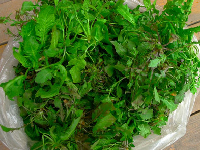 吃地菜有什么好處？地菜有什么功效