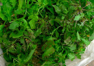 吃地菜有什么好處？地菜有什么功效