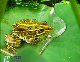 孕婦能吃青蛙嗎？孕婦可以吃青蛙嗎？