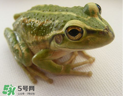 孕婦能吃青蛙嗎？孕婦可以吃青蛙嗎？