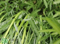 藜蒿的營(yíng)養(yǎng)價(jià)值_藜蒿的功效與作用及食用方法 藜蒿的營(yíng)養(yǎng)價(jià)值_藜蒿的功效與作用及食用方法