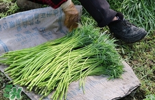 藜蒿的營(yíng)養(yǎng)價(jià)值_藜蒿的功效與作用及食用方法 藜蒿的營(yíng)養(yǎng)價(jià)值_藜蒿的功效與作用及食用方法