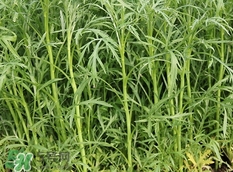 藜蒿的營(yíng)養(yǎng)價(jià)值_藜蒿的功效與作用及食用方法 藜蒿的營(yíng)養(yǎng)價(jià)值_藜蒿的功效與作用及食用方法