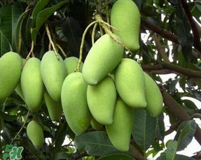 孕婦能吃青芒果嗎？孕婦可以吃青芒果嗎？