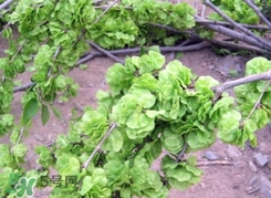 榆錢(qián)怎么清洗?榆錢(qián)怎么洗干凈? 榆錢(qián)怎么清洗?榆錢(qián)怎么洗干凈?