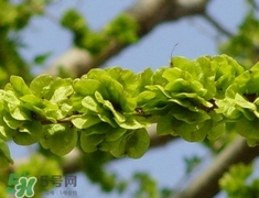 榆錢(qián)怎么清洗?榆錢(qián)怎么洗干凈? 榆錢(qián)怎么清洗?榆錢(qián)怎么洗干凈?
