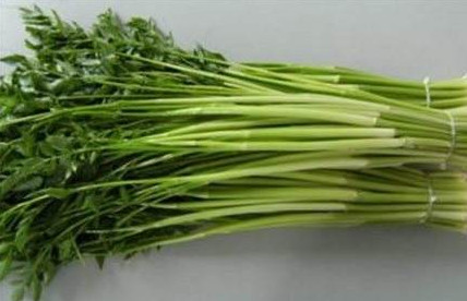 水芹菜是什么菜？水芹菜是野芹菜嗎