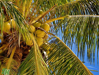 椰青喝完后椰肉怎么吃？椰青里面的肉可以吃嗎？