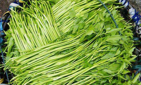 水芹菜和芹菜一樣嗎？水芹菜和芹菜的區(qū)別