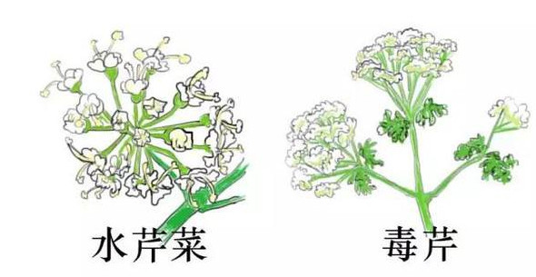 水芹菜有毒嗎？水芹菜有沒有毒
