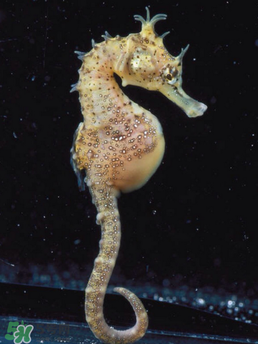 孕婦能吃海馬嗎？孕婦能不能吃海馬？