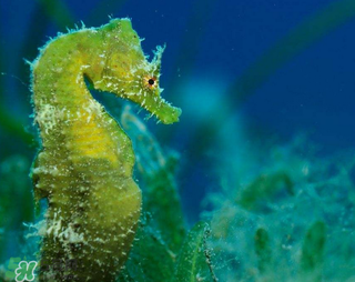 孕婦能吃海馬嗎？孕婦能不能吃海馬？